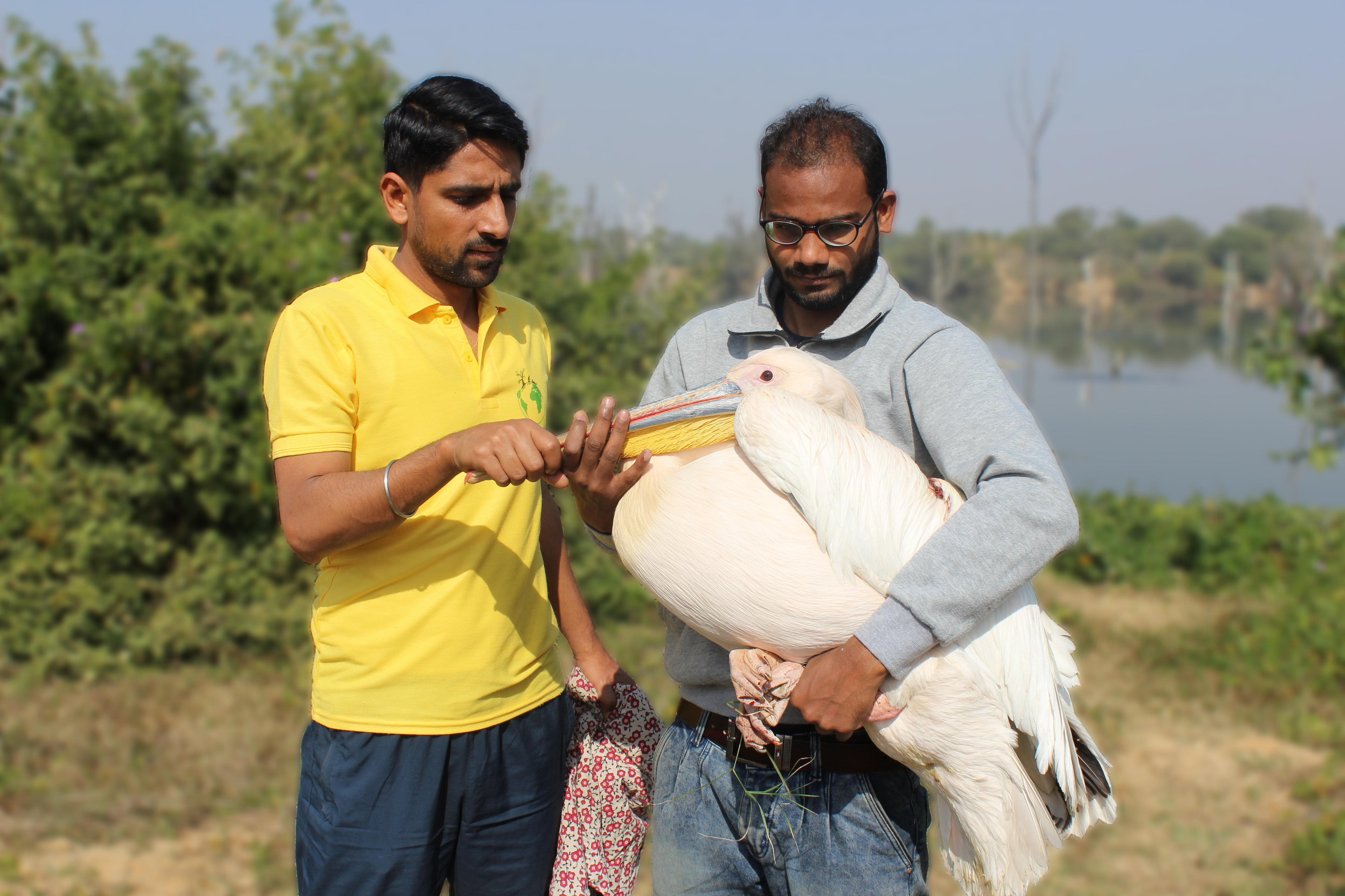 Image hover effect image